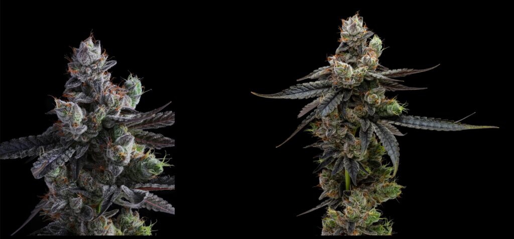 Fig Farms Dark Karma Assets